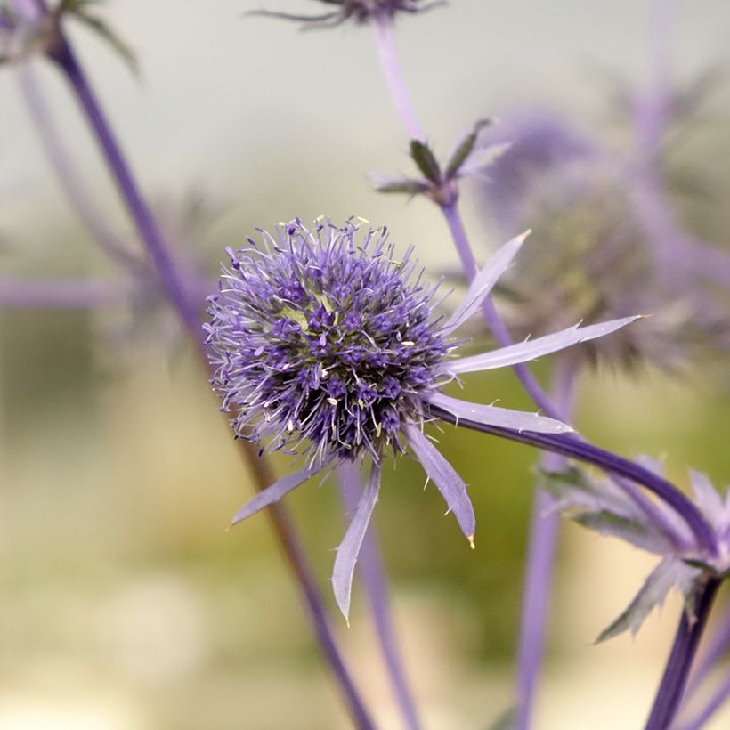 Eryngium planum - Cardo plano (Floración)