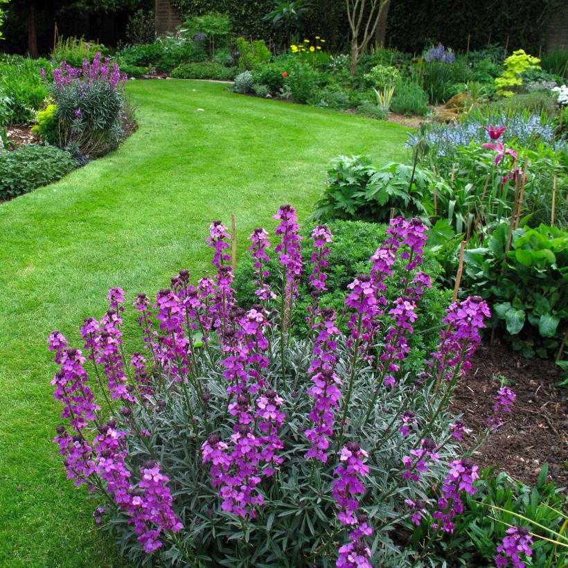 Erysimum Bowles Mauve - Alhelí (Porte)