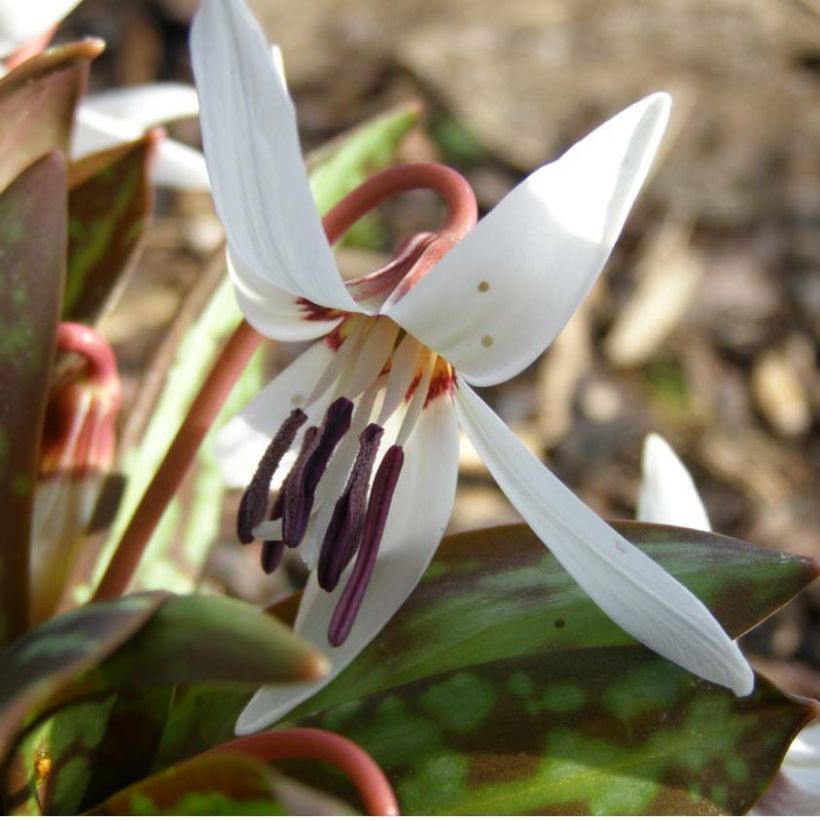 Erythronium dens canis Snowflake - Diente de perro (Floración)