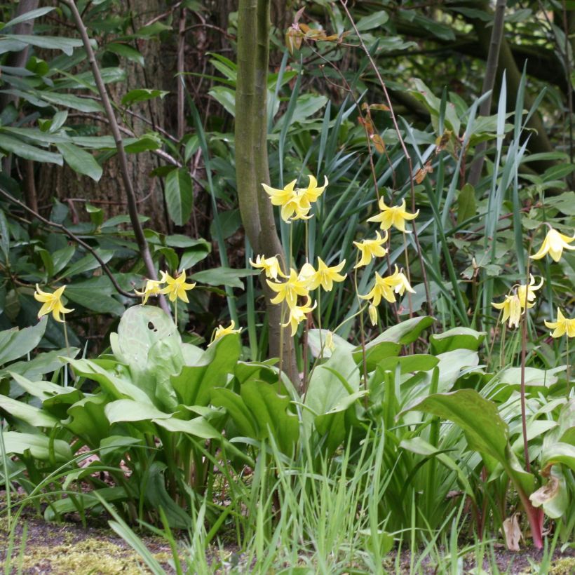 Erythronium tuolumnense Pagoda (Floración)