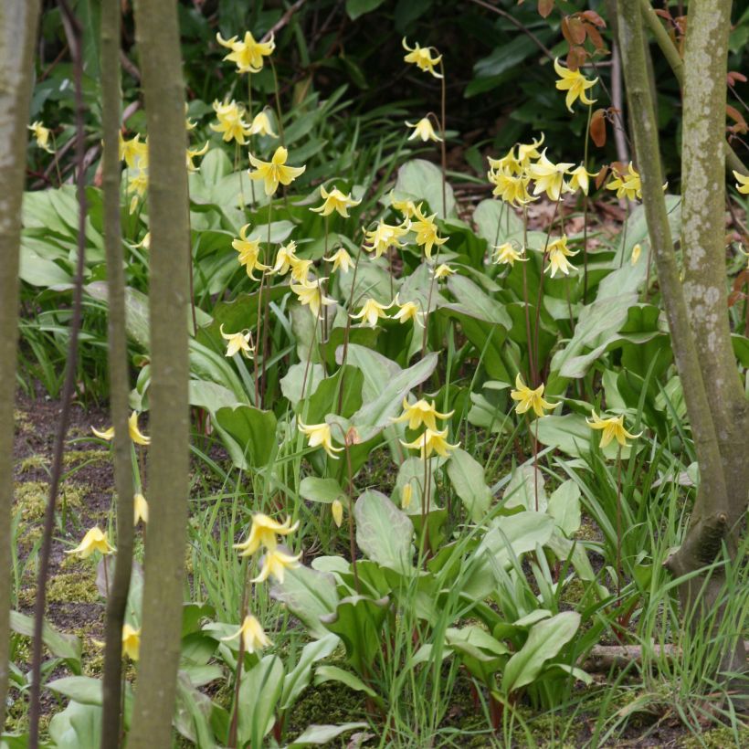 Erythronium tuolumnense Pagoda (Porte)