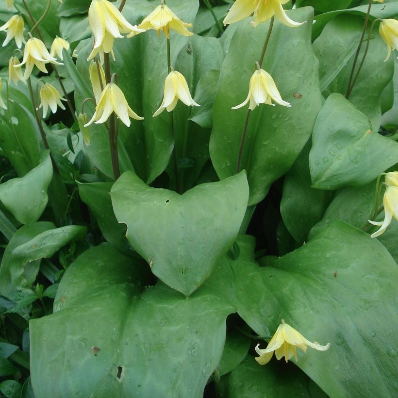 Erythronium tuolumnense Pagoda (Follaje)