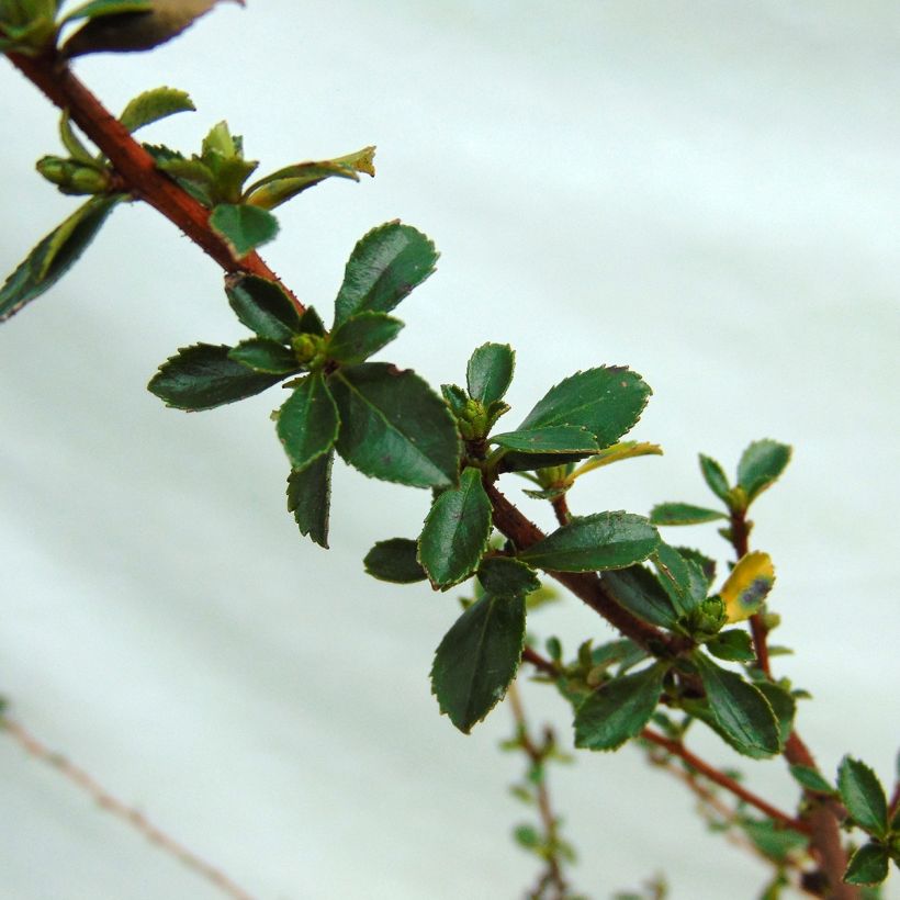 Escallonia Donard Seedling (Follaje)