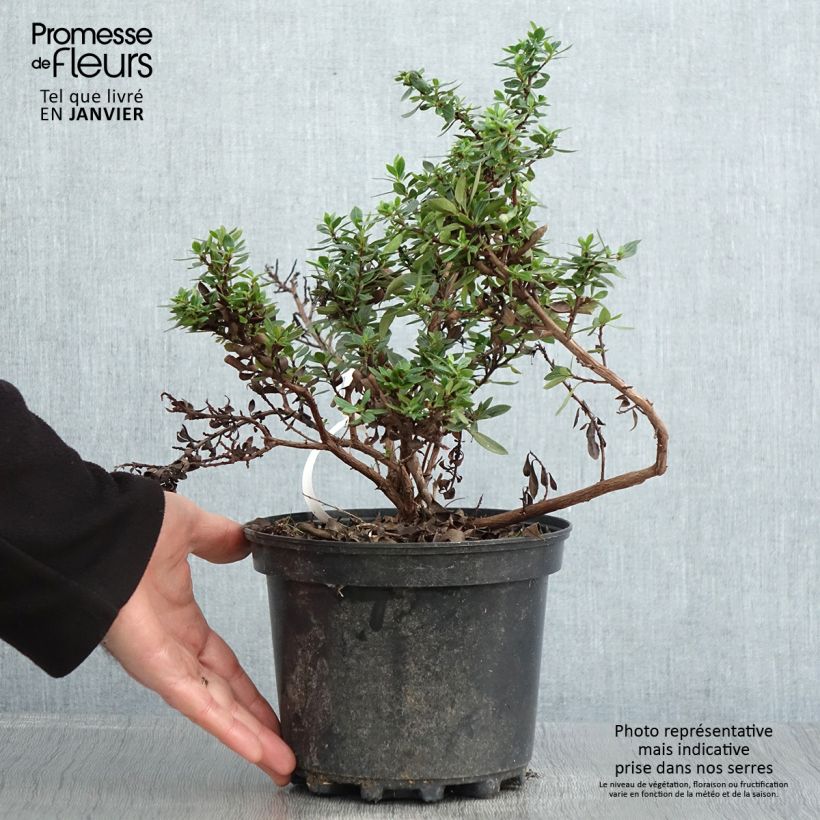 Escallonia hybride Show Stopper Pot de 3L/4L Ejemplar entregado en invierno