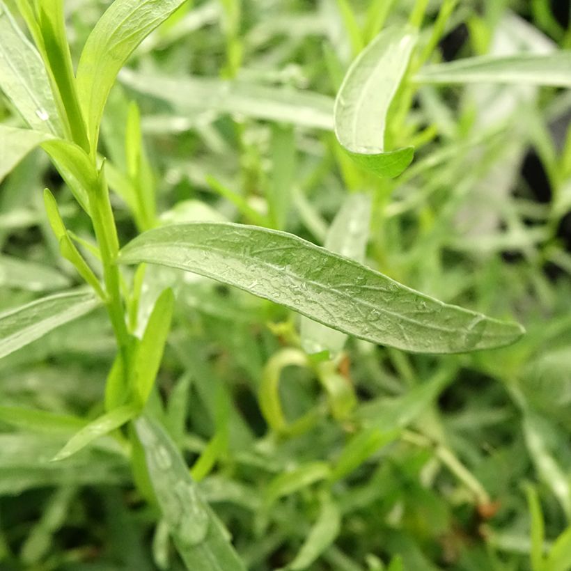 Estragón BIO - Artemisia dracunculus (Follaje)