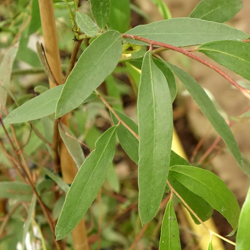 Eucalyptus aggregata (Follaje)