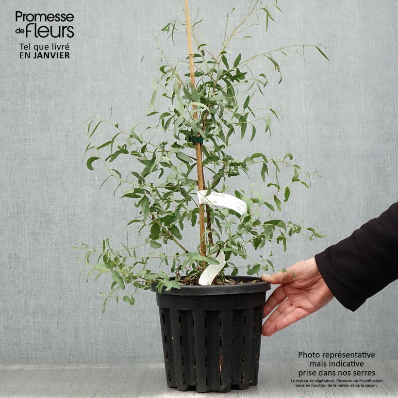 Eucalyptus aggregata - Gommier noir - Pot de 4L/5L Ejemplar entregado en invierno