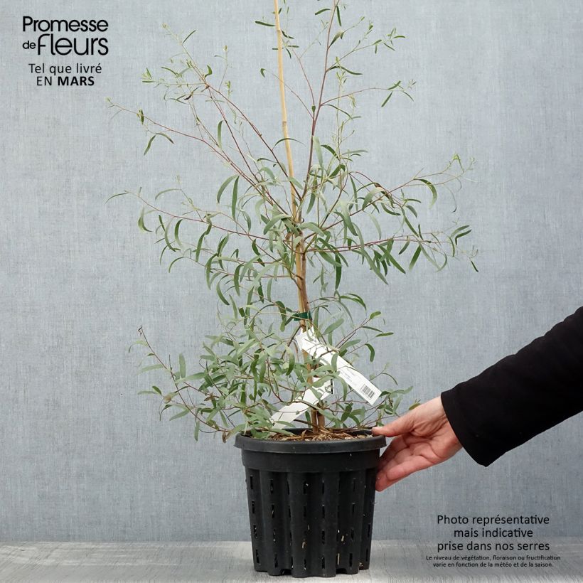 Eucalyptus aggregata - Gommier noir - Pot de 4L/5L Ejemplar entregado en la primavera