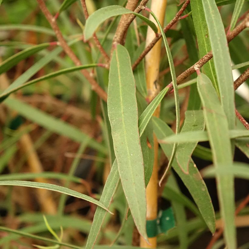 Eucalyptus apiculata - Eucalipto de flores amarillas (Follaje)