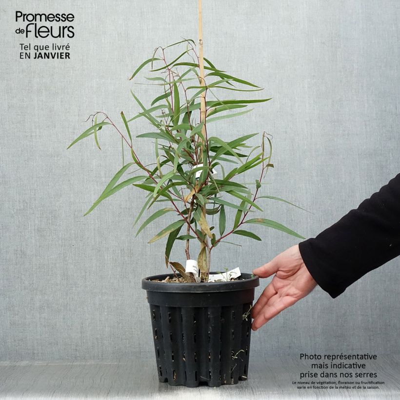 Eucalyptus apiculata - Mallée à feuilles étroites - Pot de 4L/5L Ejemplar entregado en invierno