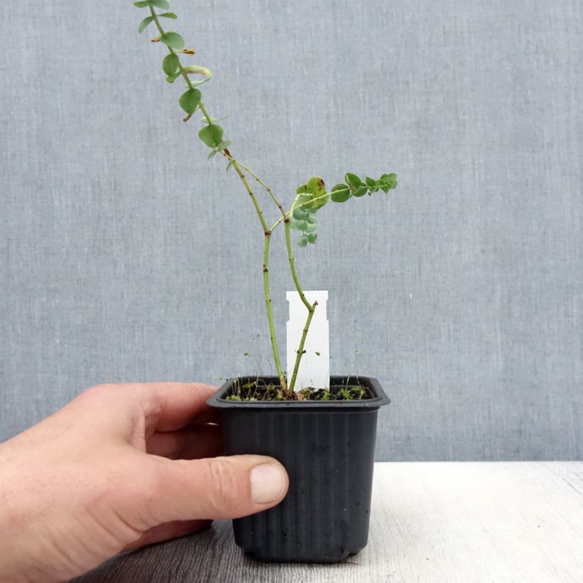 Eucalyptus Baby Blue - Gommier argenté Godet de 9 cm Ejemplar entregado en la primavera