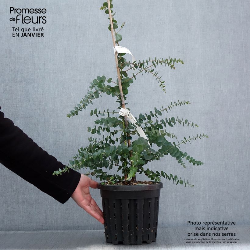 Eucalyptus bridgesiana - Gommier de Bridges - Pot de 4L/5L Ejemplar entregado en invierno