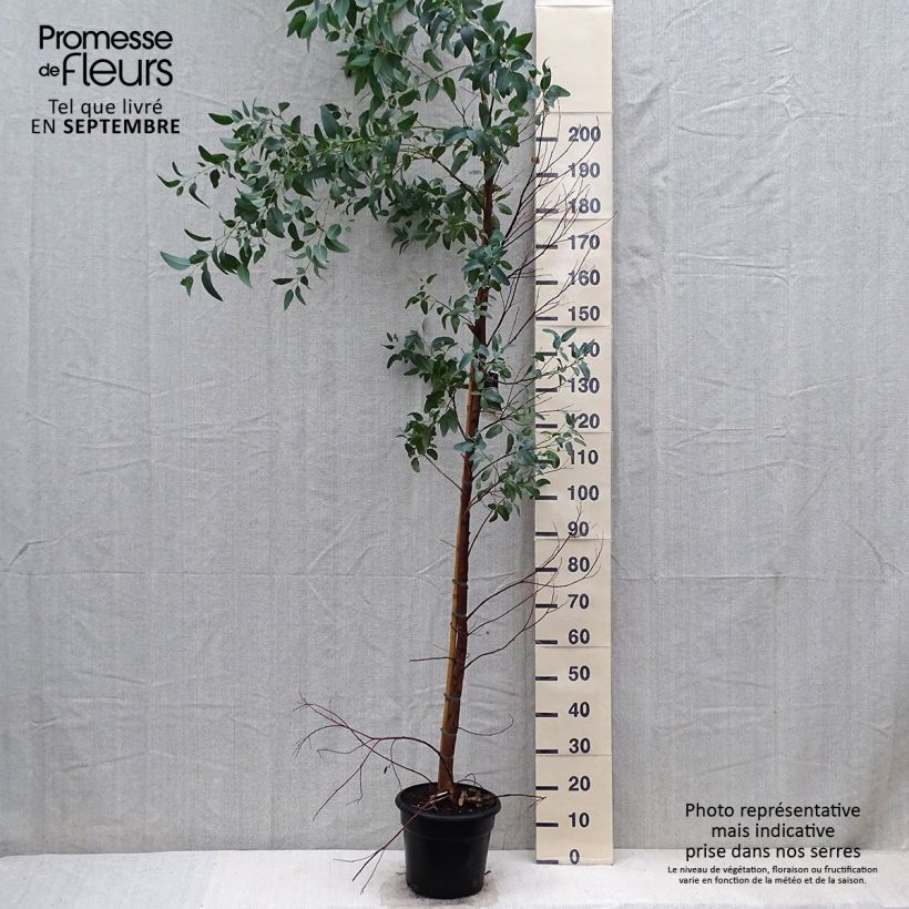 Ejemplar de Eucalyptus camaldulensis Rostrata - Gommier rouge des rivières, Gommier de Camaldoli - Pot de 7,5L/10L entregado en otoño