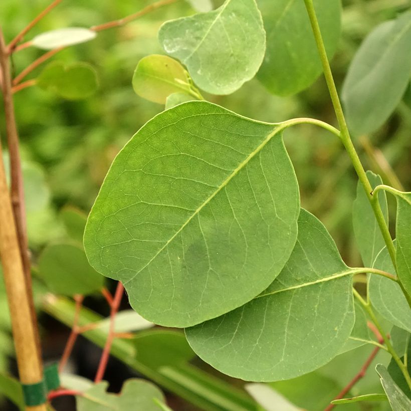 Eucalyptus camphora subsp camphora - Eucalipto camforero (Follaje)