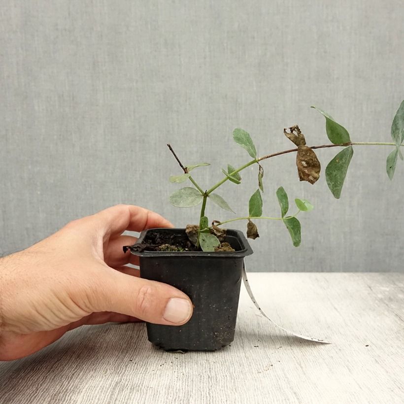 Ejemplar de Eucalyptus cinerea Silver Dollar - Gommier cendré Godet de 9 cm entregado en verano