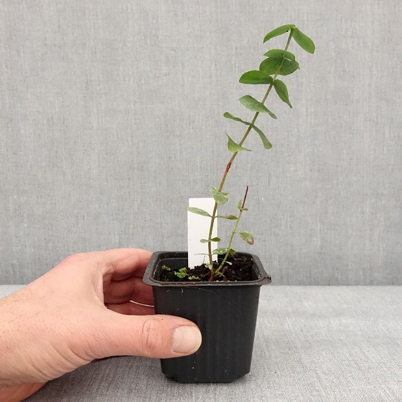 Eucalyptus cinerea Silver Dollar - Gommier cendré Godet de 9 cm Ejemplar entregado en invierno