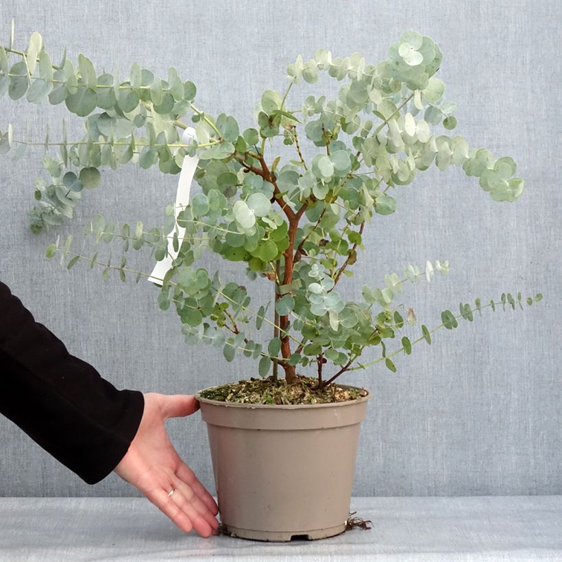 Eucalyptus cinerea Silver Dollar - Gommier cendré Pot de 2L/3L Ejemplar entregado en invierno