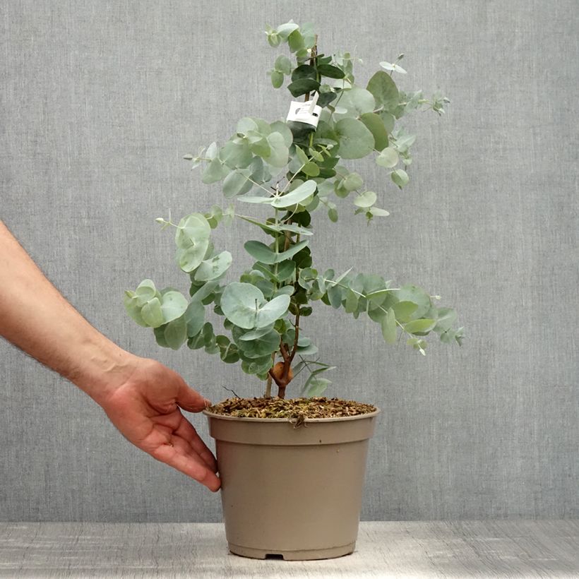 Eucalyptus cinerea Silver Dollar - Gommier cendré Pot de 2L/3L Ejemplar entregado en la primavera