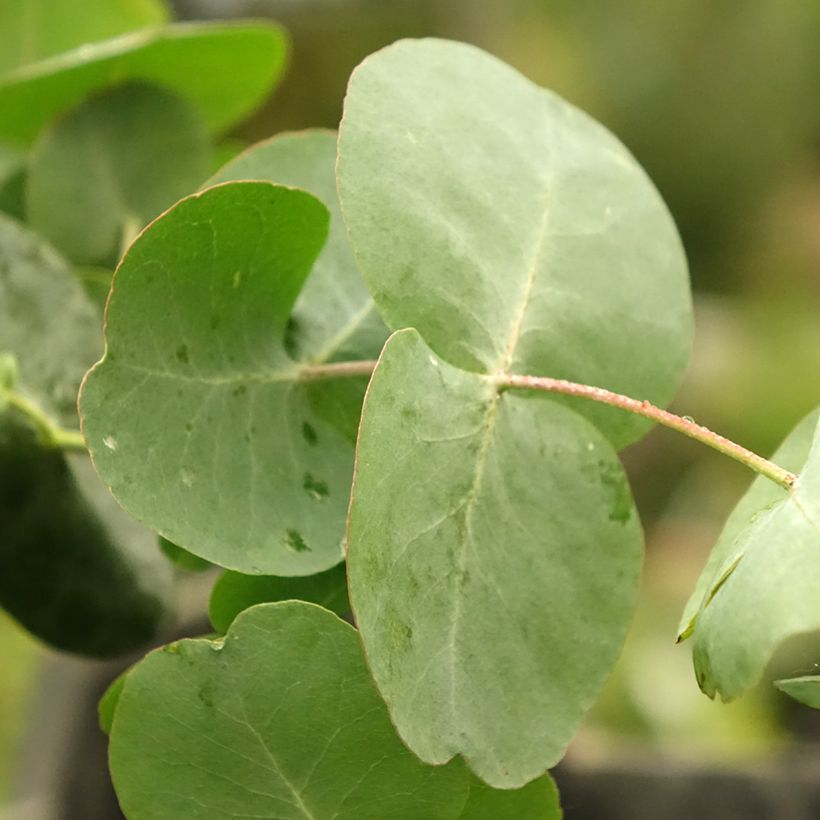 Eucalyptus cinerea Silver Dollar (Follaje)