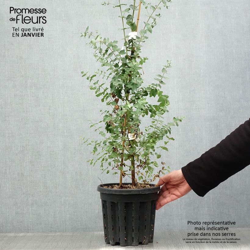 Eucalyptus crenulata - Gommier crénelé - Pot de 4L/5L Ejemplar entregado en invierno