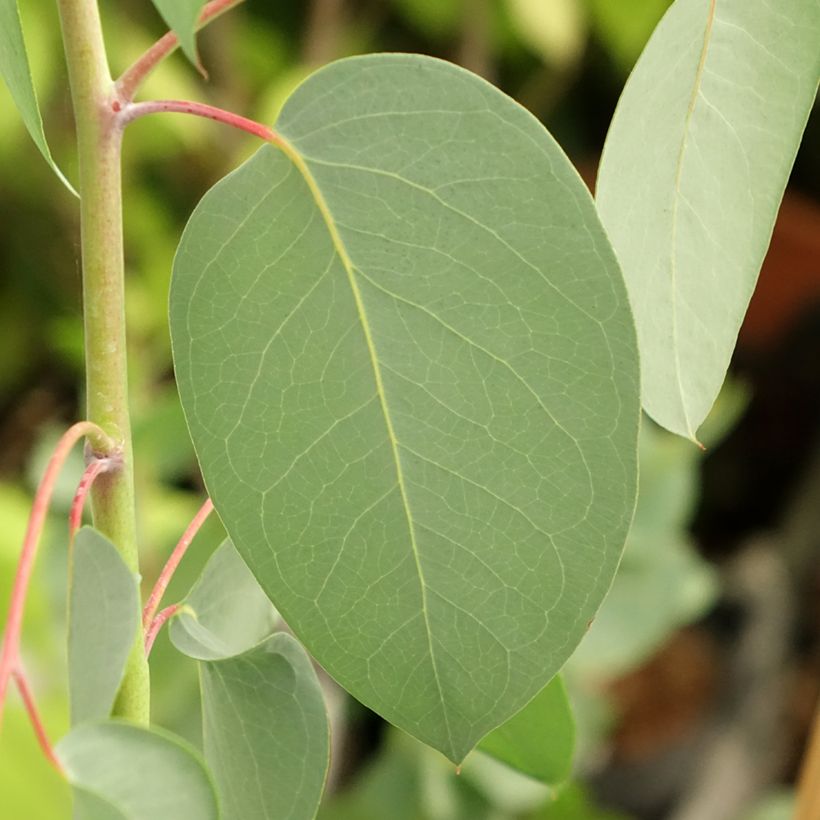 Eucalyptus delegatensis subsp. tasmaniensi (Follaje)