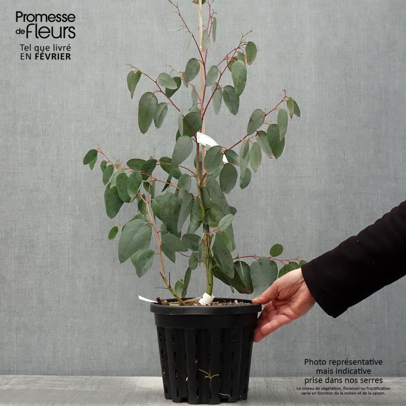 Eucalyptus delegatensis subsp. tasmaniensis  - Pot de 4L/5L Ejemplar entregado en invierno