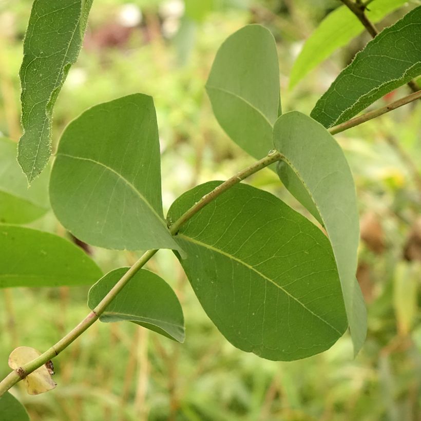 Eucalyptus elliptica (Follaje)