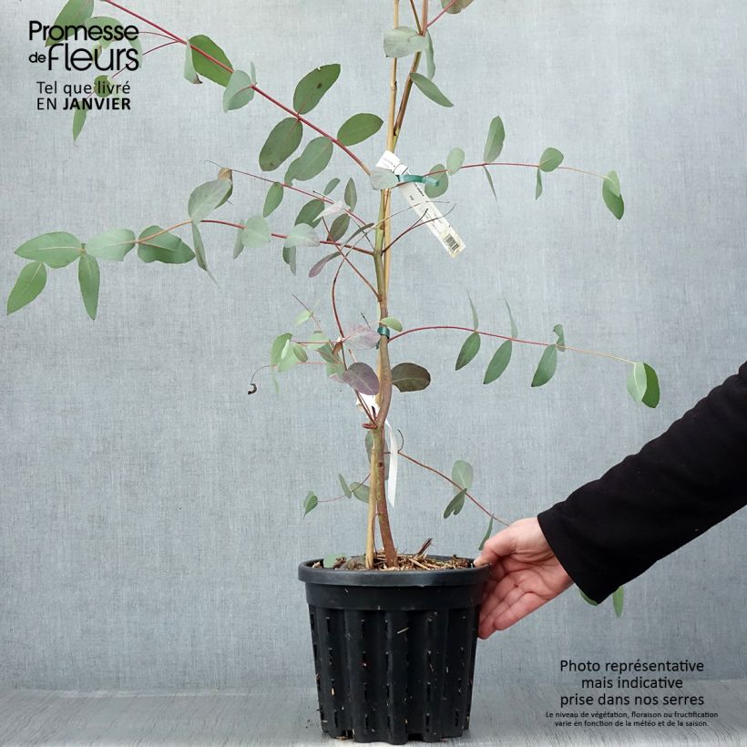 Eucalyptus elliptica - Gommier blanc de Bendemeer - Pot de 4L/5L Ejemplar entregado en invierno