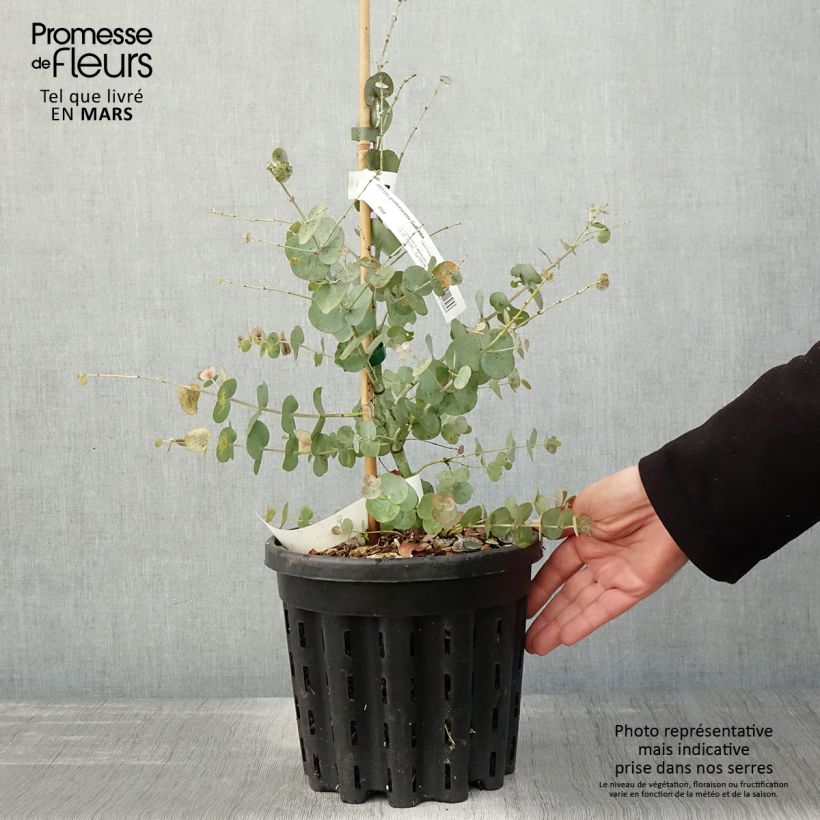 Eucalyptus glaucescens Guthega - Gommier Tingiringi - Pot de 4L/5L Ejemplar entregado en la primavera