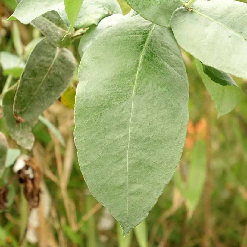 Eucalyptus globulus subsp. bicostata (Follaje)