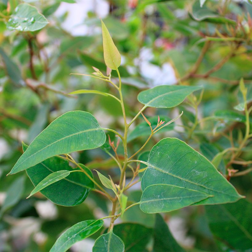 Eucalyptus (x) gomphocephala Kaduri-KKL (Follaje)