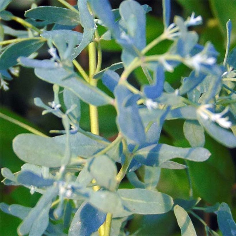 Eucalyptus gunnii France Bleu Rengun (Follaje)