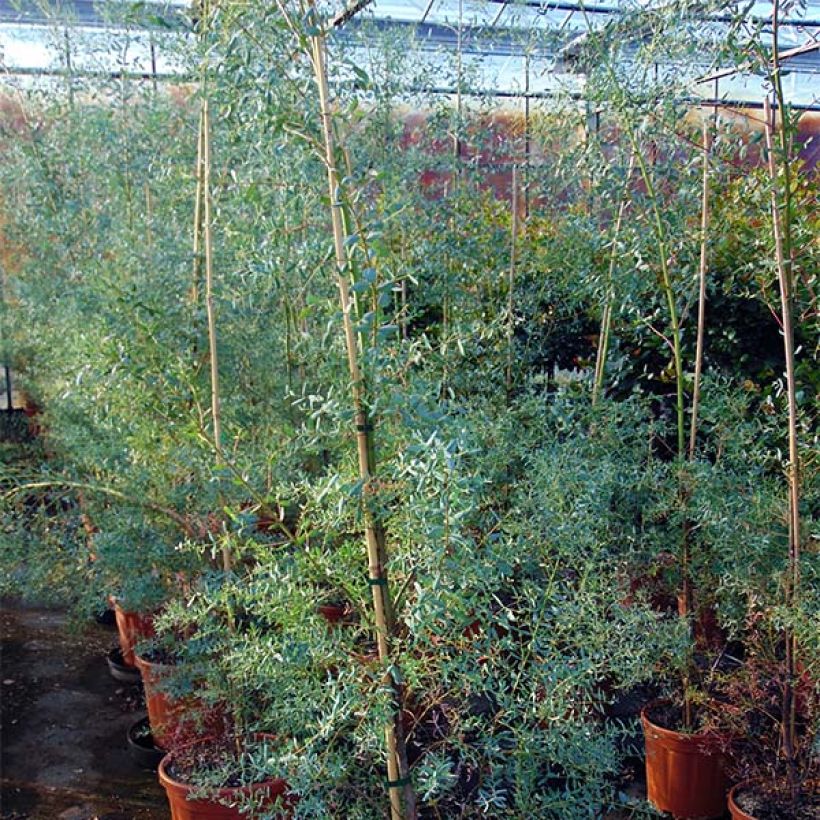 Eucalyptus gunnii France Bleu Rengun (Porte)