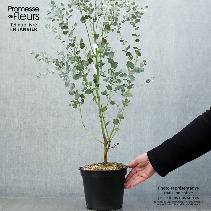 Eucalyptus gunnii Silverana en pot de 1.5L Ejemplar entregado en invierno