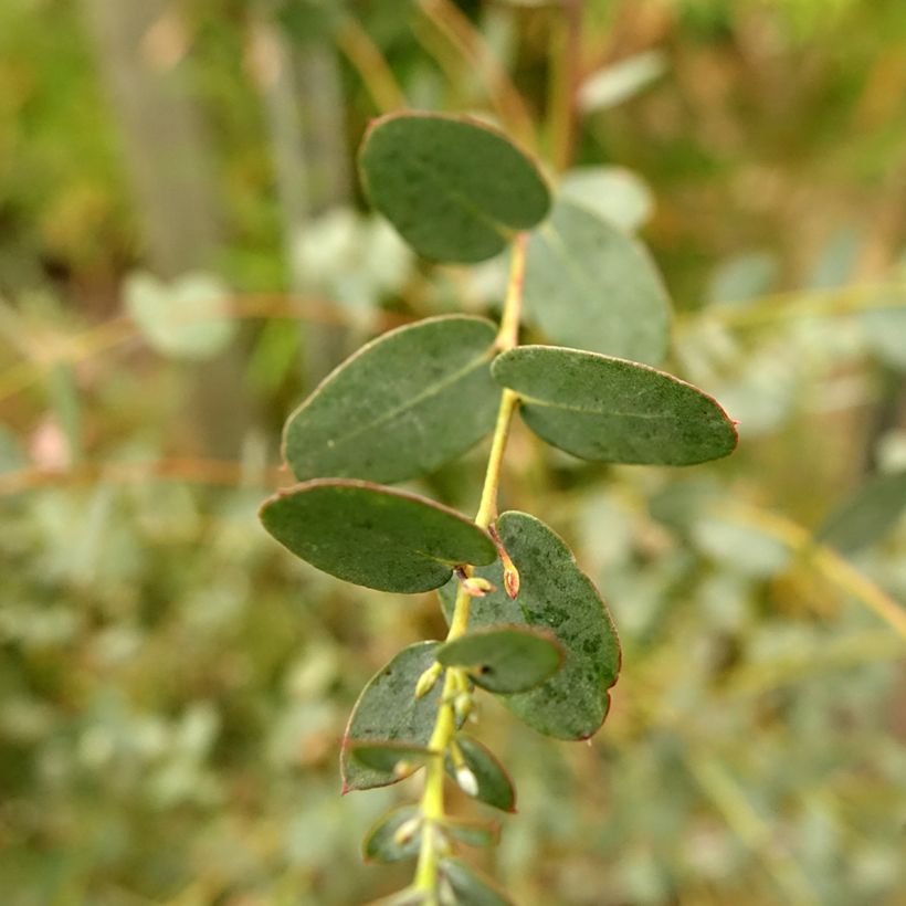 Eucalyptus gunnii Silverana (Follaje)