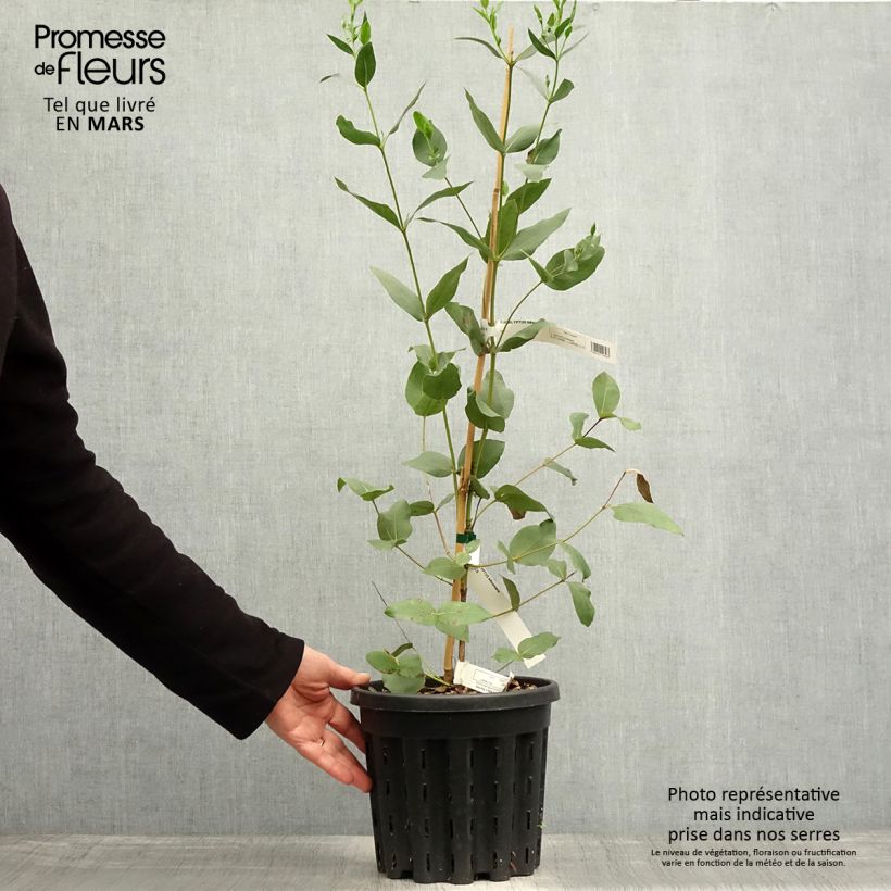 Eucalyptus kitsoniana - Gommier du Gippsland  - Pot de 4L/5L Ejemplar entregado en la primavera