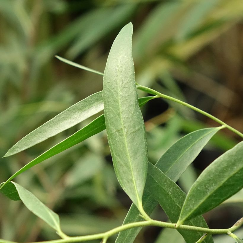 Eucalyptus kybeanensis (Follaje)