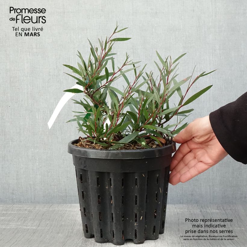 Eucalyptus kybeanensis - Frêne Kybean mallee  - Pot de 4L/5L Ejemplar entregado en la primavera