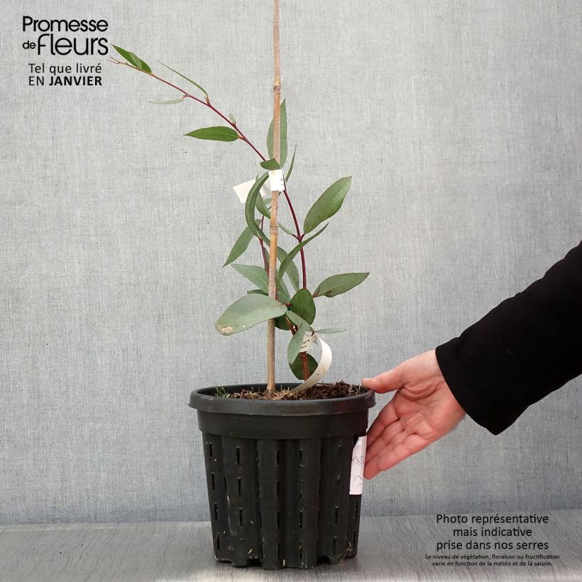 Eucalyptus lacrimans - Gommier des neiges pleureur - Pot de 4L/5L Ejemplar entregado en invierno