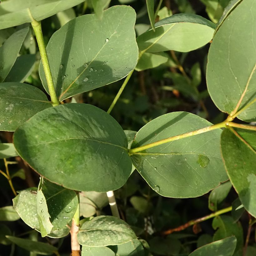 Eucalyptus leucoxylon Rosea (Follaje)