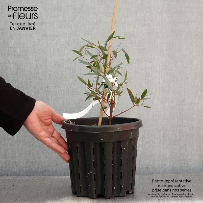 Eucalyptus mitchelliana - Gommier de Mount Buffalo - Pot de 4L/5L Ejemplar entregado en invierno