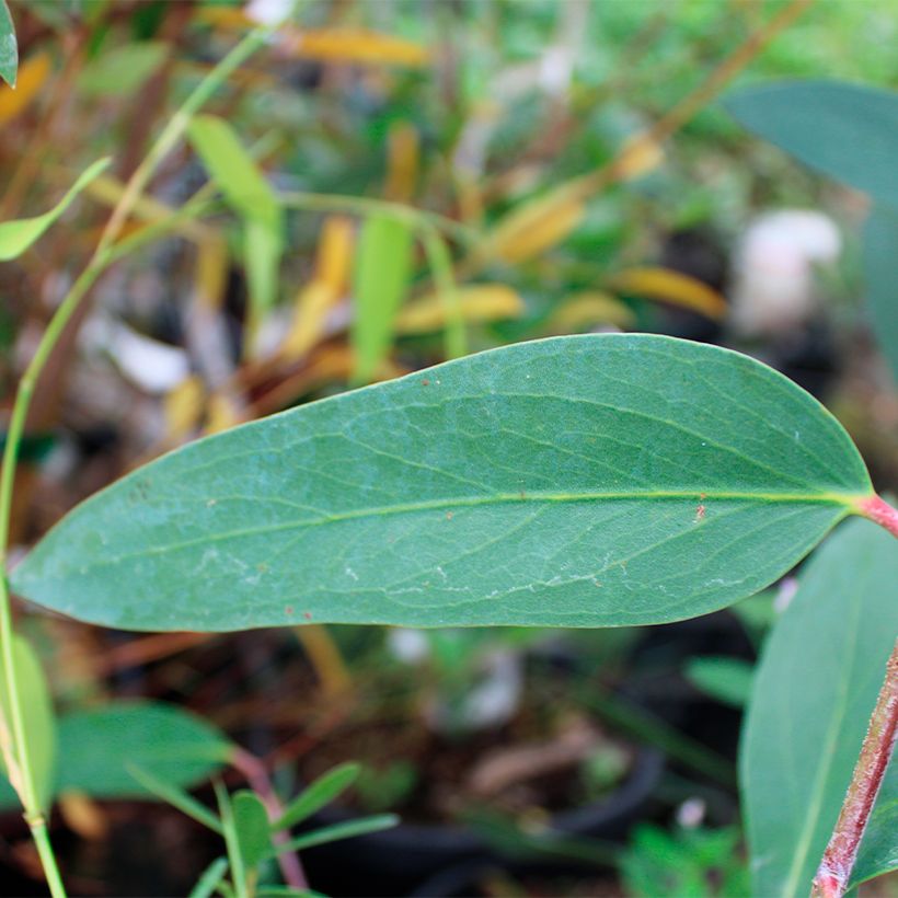 Eucalyptus mitchelliana (Follaje)