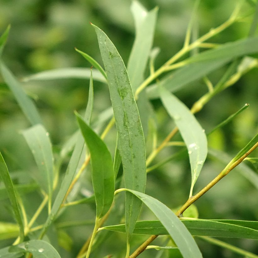 Eucalyptus moorei subsp. moorei (Follaje)