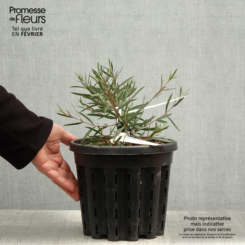 Eucalyptus moorei subsp moorei - Pot de 4L/5L Ejemplar entregado en invierno