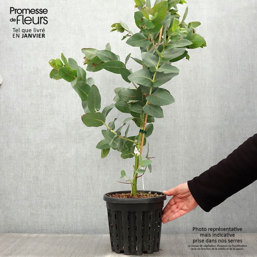 Eucalyptus nitens - Gommier brillant, Shining Gum - Pot de 4L/5L Ejemplar entregado en invierno