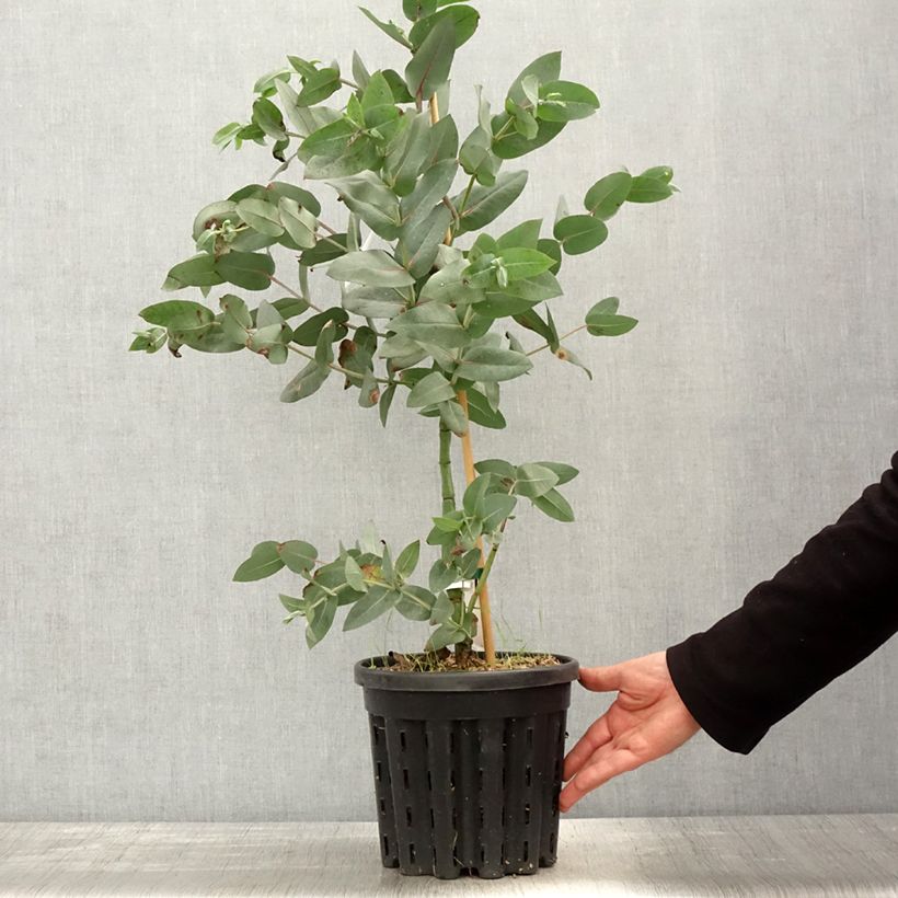 Eucalyptus nitens - Gommier brillant, Shining Gum - Pot de 4L/5L Ejemplar entregado en la primavera