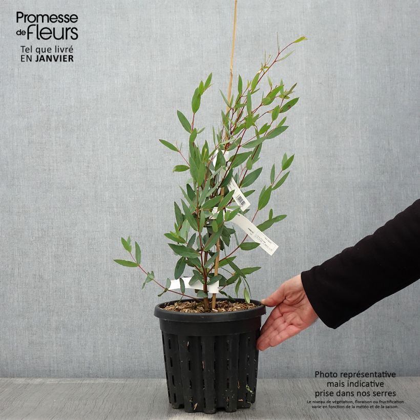 Eucalyptus nitida - Gommier menthe de Smithton - Pot de 4L/5L Ejemplar entregado en invierno