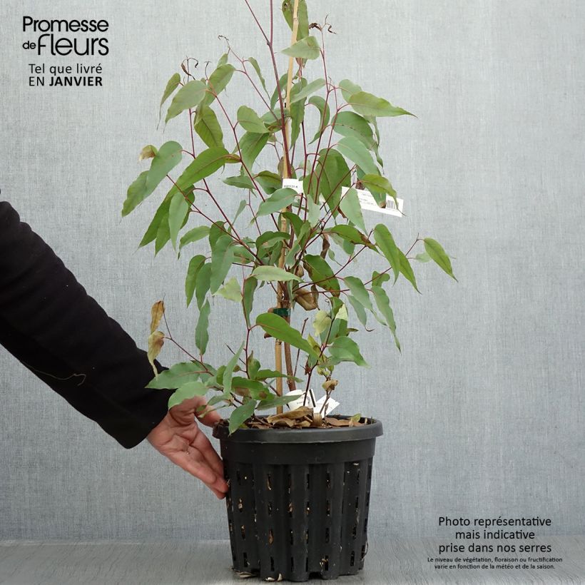 Eucalyptus obliqua - Eucalyptus géant, Stringybark - Pot de 4L/5L Ejemplar entregado en invierno