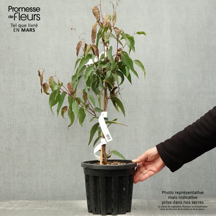 Eucalyptus obliqua - Eucalyptus géant, Stringybark - Pot de 4L/5L Ejemplar entregado en la primavera