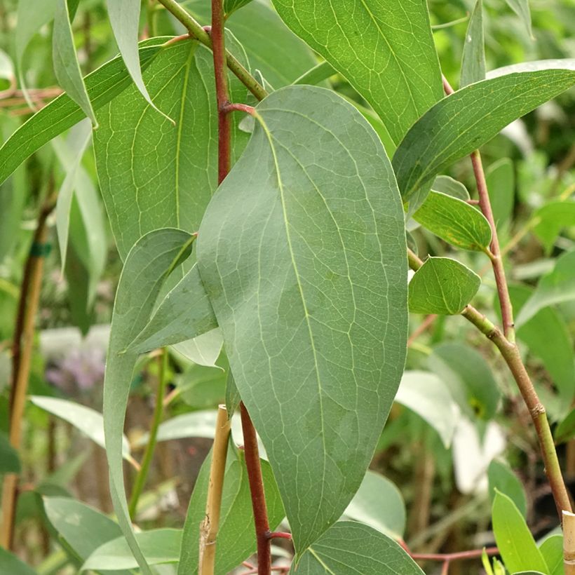 Eucalyptus pauciflora subsp. pauciflora Adaminaby (Follaje)